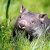 Wide-eyed Wombat
